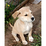 Aura Cucciola Simil Labrador Cerca Casa - Foto n. 5