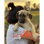 Kelly e Konnor Cucciolotti mix Kangal Cercano Adozione - Foto n. 2