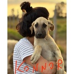 Kelly e Konnor Cucciolotti mix Kangal Cercano Adozione - Foto n. 3