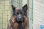 🐶 Pastore Tedesco maschio di 3 anni e 8 mesi in adozione a Chioggia (VE) e in tutta Italia da associazione animali