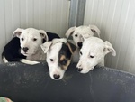 🐶 Altra Razza femmina di 3 mesi in adozione a Chioggia (VE) e in tutta Italia da associazione animali