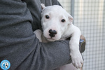 4 Delizie, 4 Femmine Incrocio Pitt/amstaff di 3 Mesi... - Foto n. 2