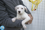 4 Delizie, 4 Femmine Incrocio Pitt/amstaff di 3 Mesi... - Foto n. 3