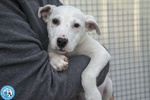4 Delizie, 4 Femmine Incrocio Pitt/amstaff di 3 Mesi... - Foto n. 4