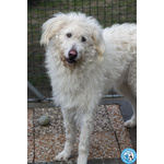 🐶 Altra Razza maschio di 1 anno in adozione a Chioggia (VE) e in tutta Italia da associazione animali