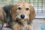 🐶 Segugio maschio di 2 anni in adozione a Chioggia (VE) e in tutta Italia da associazione animali