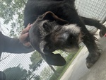 🐶 Altra Razza maschio di 8 anni in adozione a Chioggia (VE) e in tutta Italia da associazione animali