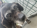 Roky, Un’anima Fragile Dallo Sguardo che Parla… - Foto n. 2