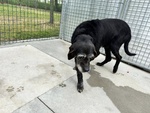 Roky, Un’anima Fragile Dallo Sguardo che Parla… - Foto n. 3