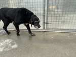 Roky, Un’anima Fragile Dallo Sguardo che Parla… - Foto n. 4