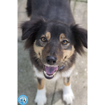 🐶 Altra Razza femmina di 5 anni in adozione a Chioggia (VE) e in tutta Italia da associazione animali