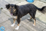 Maria, una Cagnolina Tranquilla che Cerca il suo Spazio nel Mondo… - Foto n. 3