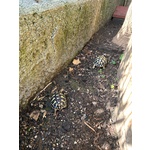 Testudo Hermanni - Foto n. 2