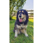 🐶 Altra Razza femmina in adozione a Vidigulfo (PV) da associazione animali