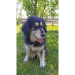 Emma la Cagnolona - Foto n. 2