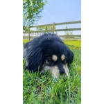 Emma la Cagnolona - Foto n. 3
