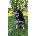 Emma la Cagnolona - Foto n. 4
