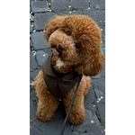 Barboncini Toy - Foto n. 5