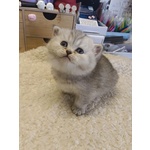 British Shorthair Cuccioli - Foto n. 1
