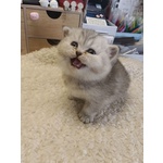 British Shorthair Cuccioli - Foto n. 2