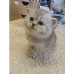 British Shorthair Cuccioli - Foto n. 3