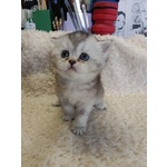 British Shorthair Cuccioli - Foto n. 4