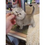 British Shorthair Cuccioli - Foto n. 5
