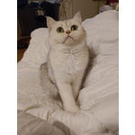 British Shorthair Cuccioli - Foto n. 6