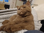 British Shorthair Cuccioli - Foto n. 7