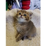 🐱 British maschio di 7 settimane (cucciolo) in vendita a Rieti (RI) e in tutta Italia da privato
