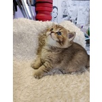 Gattino British Shorthair - Foto n. 2