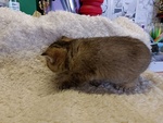 Gattino British Shorthair - Foto n. 3