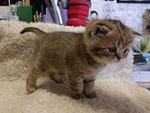 Gattino British Shorthair - Foto n. 4