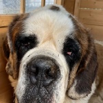 🐶 San Bernardo femmina di 4 anni e 4 mesi in adozione a Latina (LT) e in tutta Italia da associazione animali