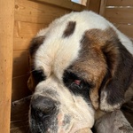 Gretel Bellissima san Bernardo 4 anni Cerca Adozione - Foto n. 2