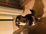 🐶 Border Collie femmina in adozione a Umbertide (PG) e in tutta Italia da privato