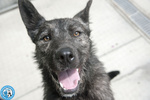 🐶 Altra Razza maschio di 7 mesi in adozione a Chioggia (VE) e in tutta Italia da associazione animali