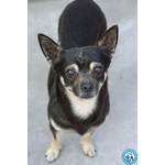 🐶 Chihuahua maschio di 5 anni in adozione a Chioggia (VE) e in tutta Italia da associazione animali