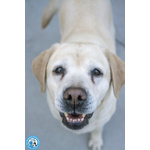 🐶 Labrador femmina di 5 anni in adozione a Chioggia (VE) e in tutta Italia da associazione animali