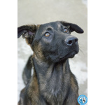 Anuby – Giovane, Bello e Vivace! - Foto n. 3