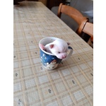 Vendo Splendidi Chihuahua Maschi - Foto n. 3