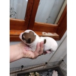 Vendo Splendidi Chihuahua Maschi - Foto n. 6