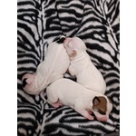 Vendo Splendidi Chihuahua Maschi - Foto n. 7