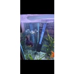 Bellissima Oranda