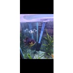 Bellissima Oranda - Foto n. 2