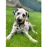 🐶 Dalmata di 2 mesi in vendita a Treviso (TV) e in tutta Italia da privato