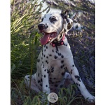 Cuccioli Dalmata con Pedigree - Foto n. 2