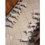 Cuccioli Dalmata con Pedigree - Foto n. 3