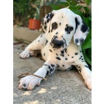 Cuccioli Dalmata con Pedigree - Foto n. 4