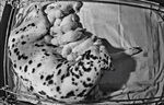 Cuccioli Dalmata con Pedigree - Foto n. 5